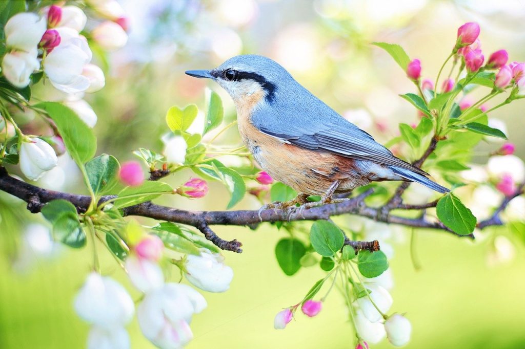 Home decorating tips to update your house for spring
